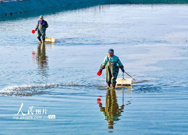 安徽芜湖:虾塘管护忙