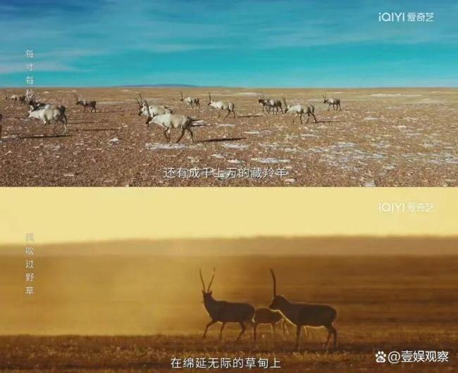 《生命树》传递了哪些价值不雅 信得过与共鸣的力量