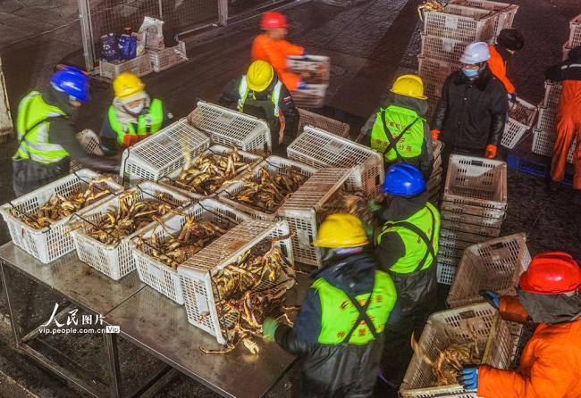 山东荣成：帝王蟹抢“鲜”通关 供应春节市场