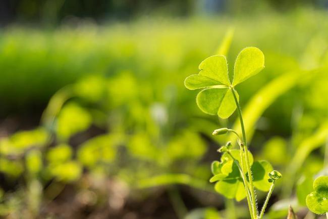 拜年文案准备好了！马年祝福这样发