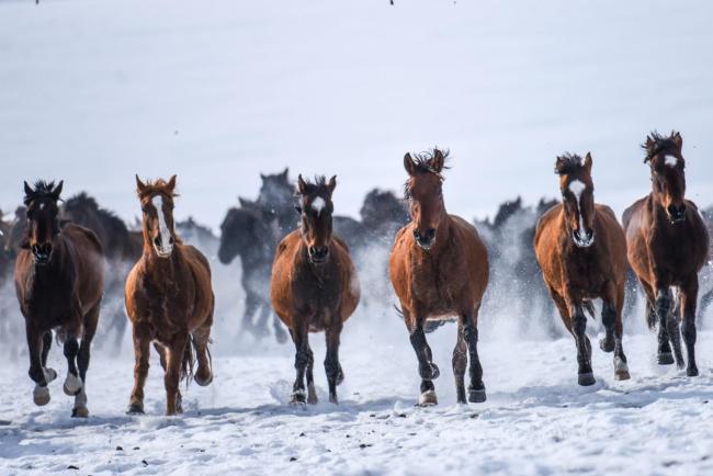 马年说马:漫长演化中的东说念主类亲密伙伴