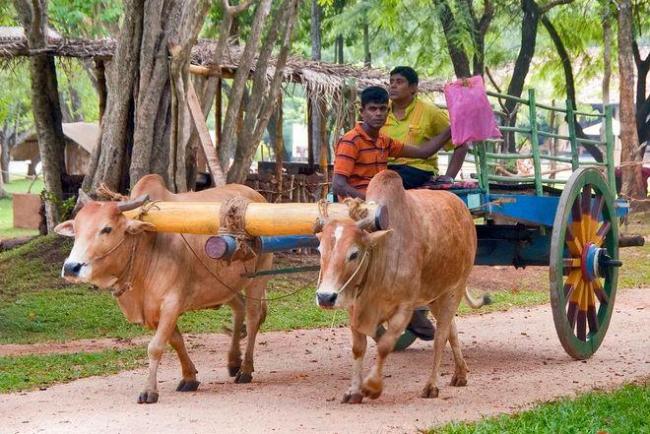 为什么99%动物王人通不外“坐骑”口试 马的独到上风