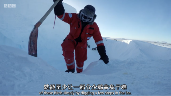 《重返狼群》的伦理争议与共生理想 干预边界的探讨