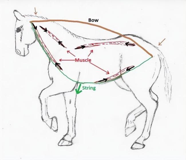 为什么99%动物王人通不外“坐骑”口试 马的独到上风