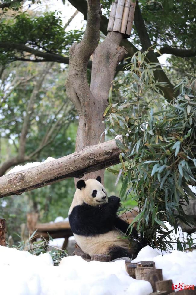 成都大熊猫繁育研究基地“下雪”了 国宝新春特别福利