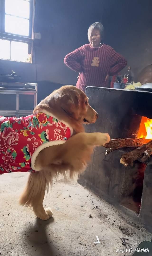 城里狗回村过年看到本地狗惊呆了 反差萌笑翻众人