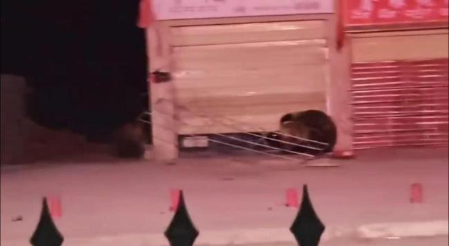 饭店遭两只熊砸门“拜年” 店主回应 监控拍下意外一幕