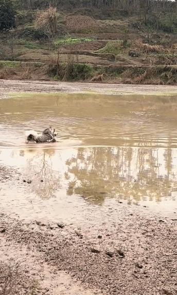 城里狗回村过年看到本地狗惊呆了 反差萌笑翻众人