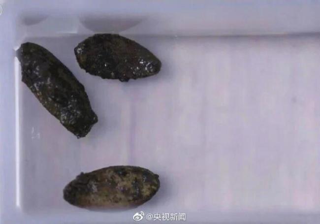 为什么中国人过年总爱“嗑”瓜子 年味里的慢艺术