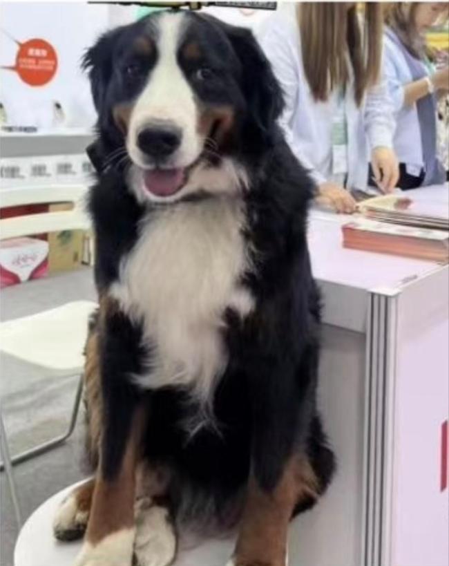 广东一公司赏格60万元寻狗 热情寄予激励热议