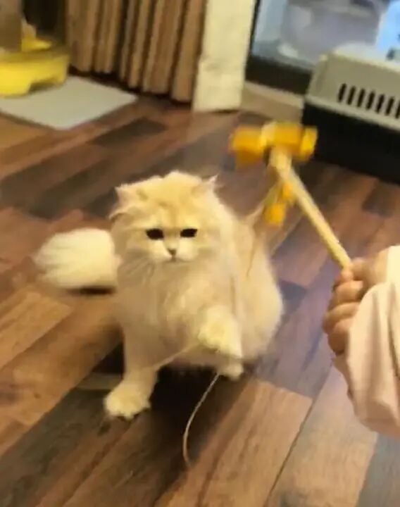 男生春节爆赚16万：每天睡3小时，上门喂猫订单爆满