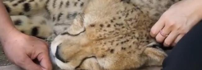 72只孟加拉虎相继死亡 泰国通报