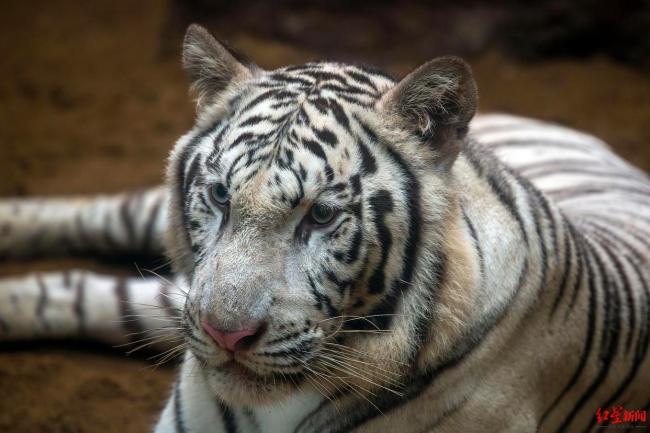 清迈72只老虎死亡 泰国通报原因