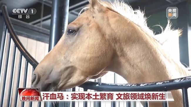 数千年来 人类与马如何和谐共生