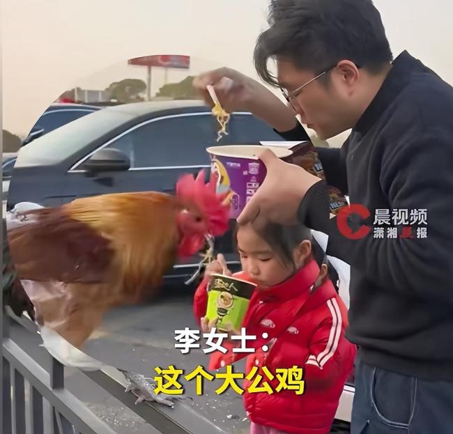 大公鸡从年货逆袭成宠物