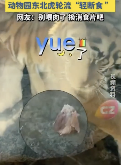 东北虎被喂太撑叼肉条扭头吐掉 真吃不动了！