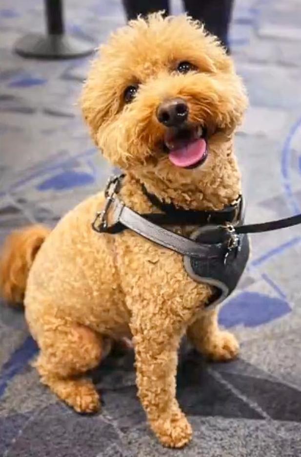 狗主东谈主因机场弃狗而被捕 全好意思关怀激励热议