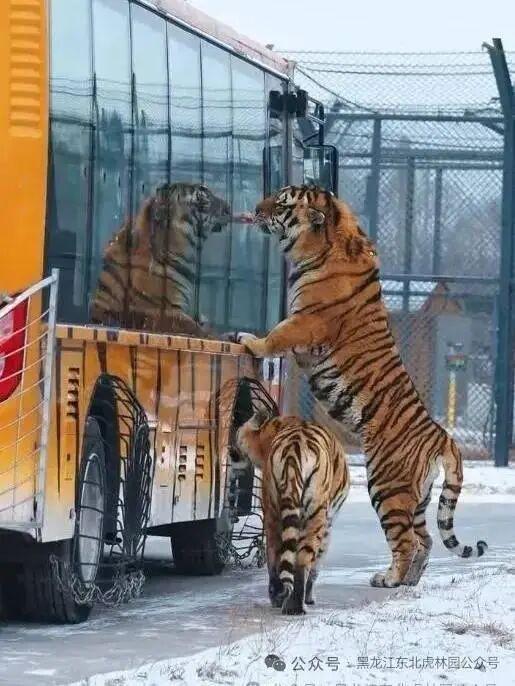 东北虎林园回应老虎轻断食 轮休养护机制启动