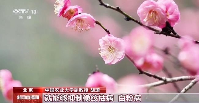 雨水时节，降雪减少降雨增多，哪里的降雨增加最明显？