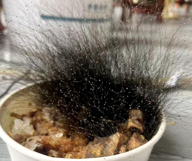 在办公室过年的剩饭长出满头黑发 办公室惊现“黑色丛林”