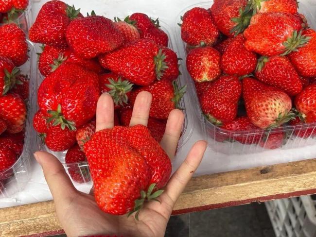 草莓大降价低至1元每斤 武汉实现草莓自由