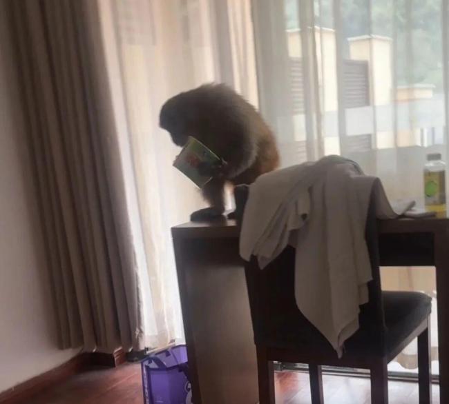 游客发现猴子进屋“顺”走泡面 视频走红网络获赞超33万