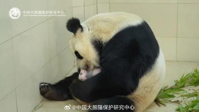 官方回应“全网最黑”大熊猫 打滚沾泥变黑