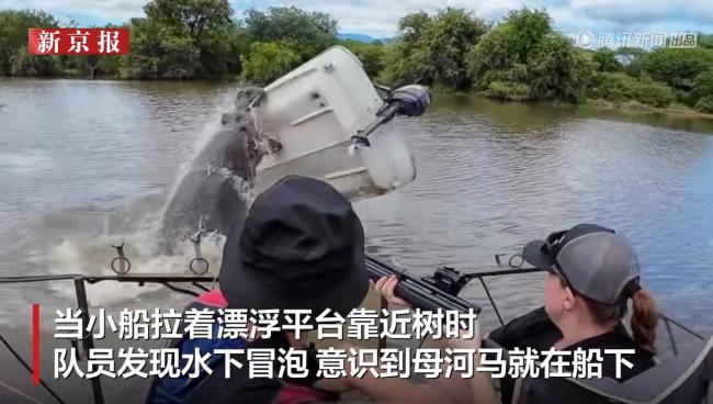 南非母河马水下突袭掀翻小船瞬间曝光 野生动物保护行动遇险