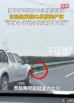 男子300公里高速发现62只猫狗尸体 宠物运输悲剧引关注