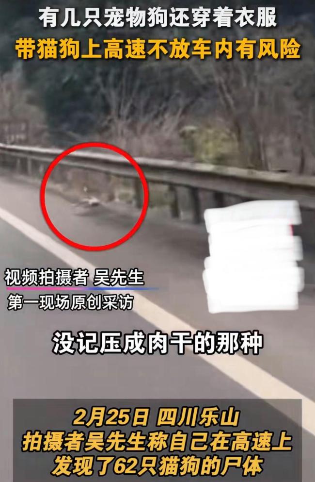 男子高速路上发现62具宠物尸体 携宠返乡安全引热议