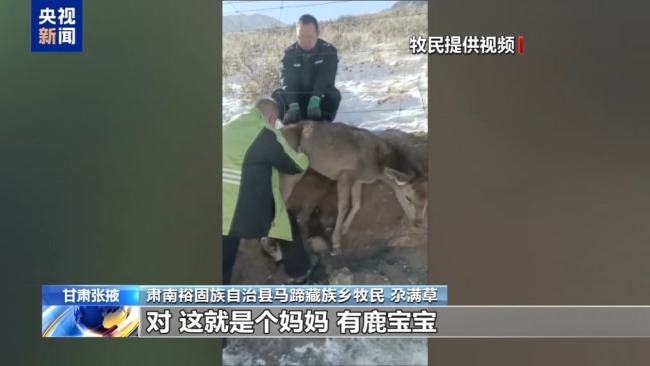 下山借牧還交上了朋友 這趟“冬牧”值了