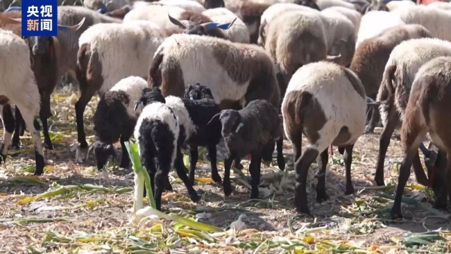 下山借牧还交上了朋友 这趟“冬牧”值了