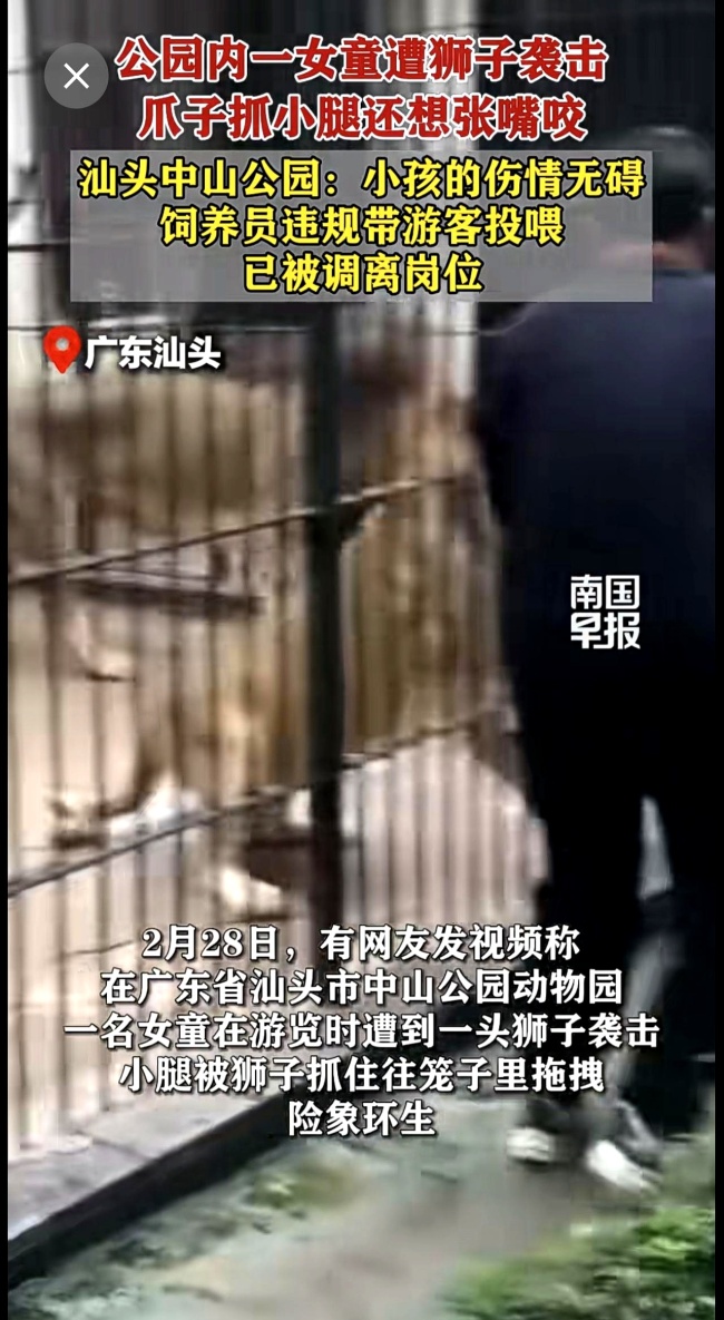 女童近距离投喂被狮子抓住 园区管理漏洞暴露