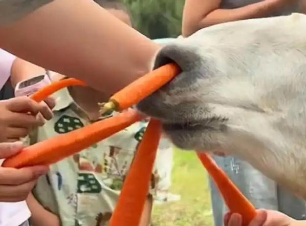 游客把木棍伸进猴园致猴子跑出 规则意识何在?
