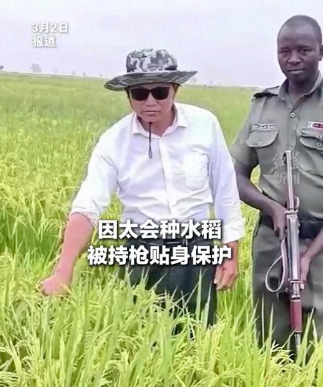 大叔在非洲因太会种地被持枪保护 水稻亩产翻三倍