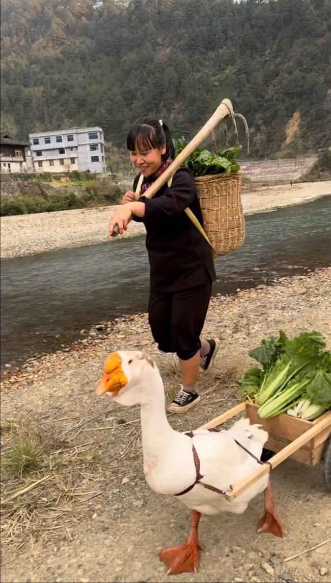 大白鹅跟着主人卖菜 会守摊过马路 灵性大鹅成卖菜好帮手