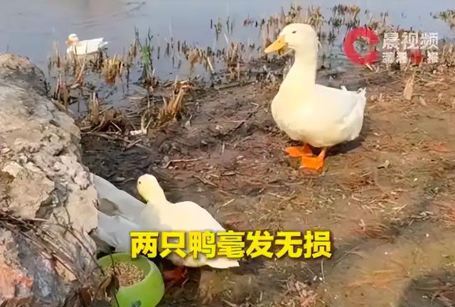 女子公园放养10天宠物鸭毫发无损 悠哉游哉在公园