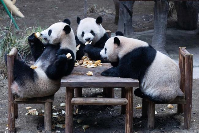 喜鹊薅“七仔”毛筑巢 鸟界爱马仕原材料