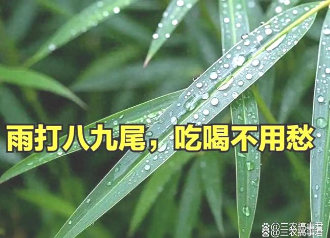 今日八九尾，下雨有何预兆？