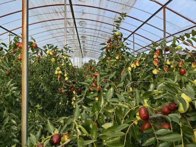 黄河古渡“新事”｜新春走基层