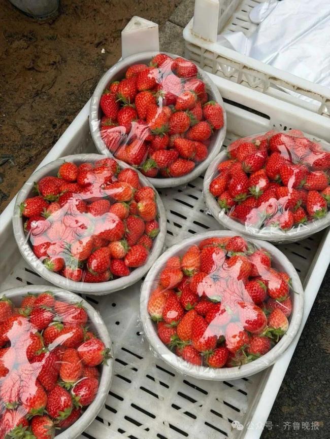 济南“草莓阿姨”爆火 200盆草莓5分钟售罄