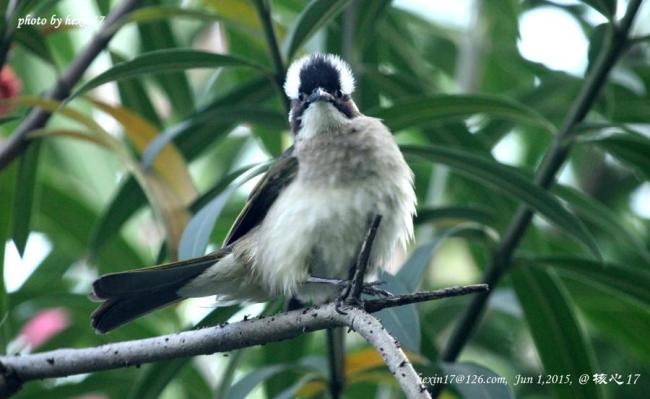 惊蛰:“鸣翠柳”的可能不再是黄鹂 城市新鸟鸣春声