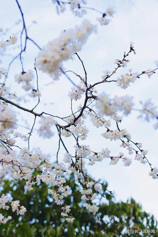 武汉将出现“超长春天” 花海接力赛开启