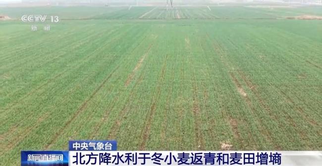 近期雨雪天气有利冬小麦苗情 北方降水助力返青