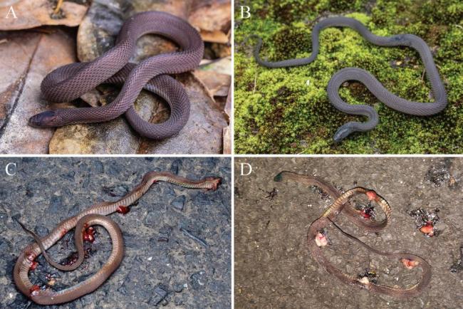 17岁男生发现新物种筷子蛇SCI发文 小小少年怀揣科学梦