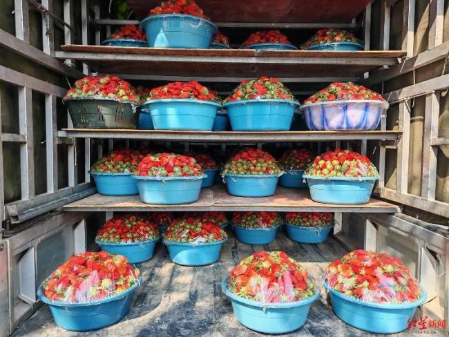 草莓价格跳水 批发价低至1-2元/斤 多地迎来“草莓自由”