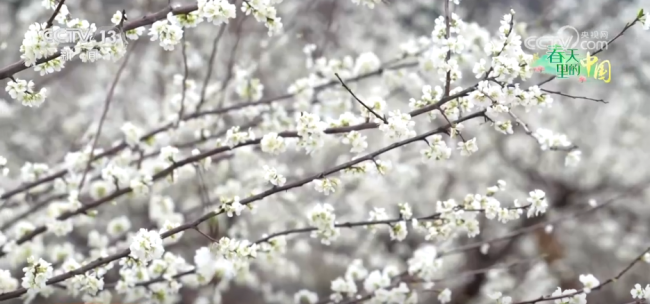 各地春日文旅升温 “赏花流量”化为“消费留量”