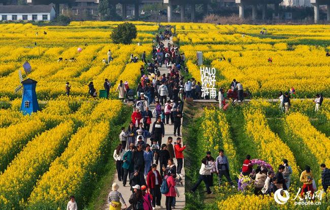 江西南昌：油菜花开春色美