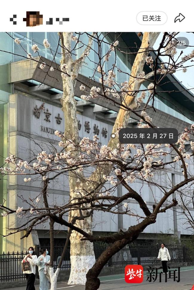 鸡鸣寺消息树今年失约 气温波动影响花期