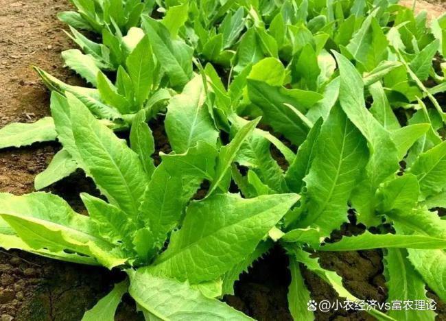 惊蛰后适合种什么蔬菜 5种蔬菜管理简单吃到夏天